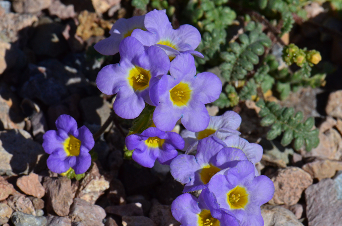 Fremont's Phacelia has beautiful showy multi-colored flowers ranging from blue, pink, lavender or pale white with a bright or pale yellow throat. Blooms from March to June. Phacelia fremontii 